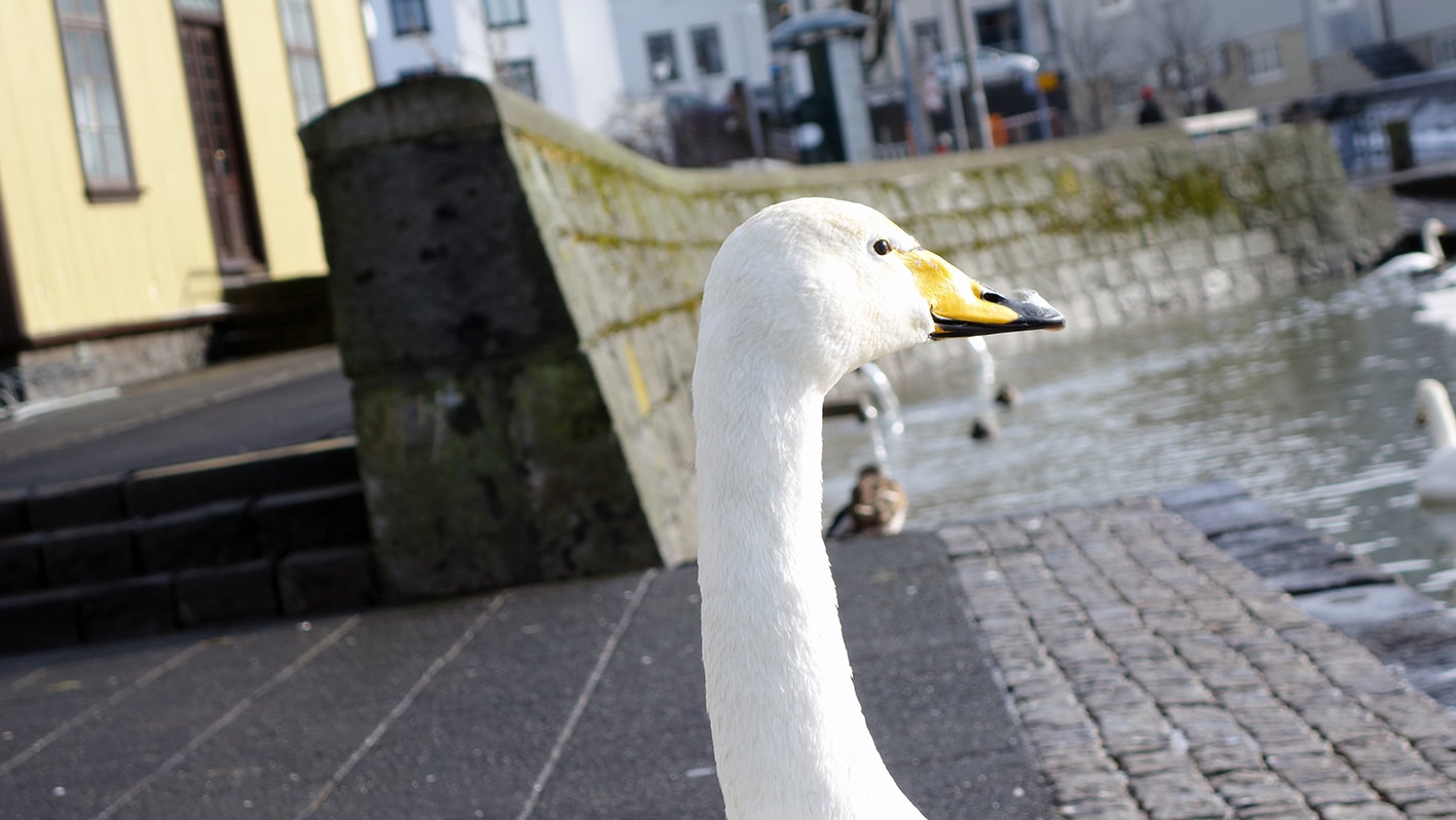 Reykjavik