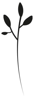 Illustration feuille