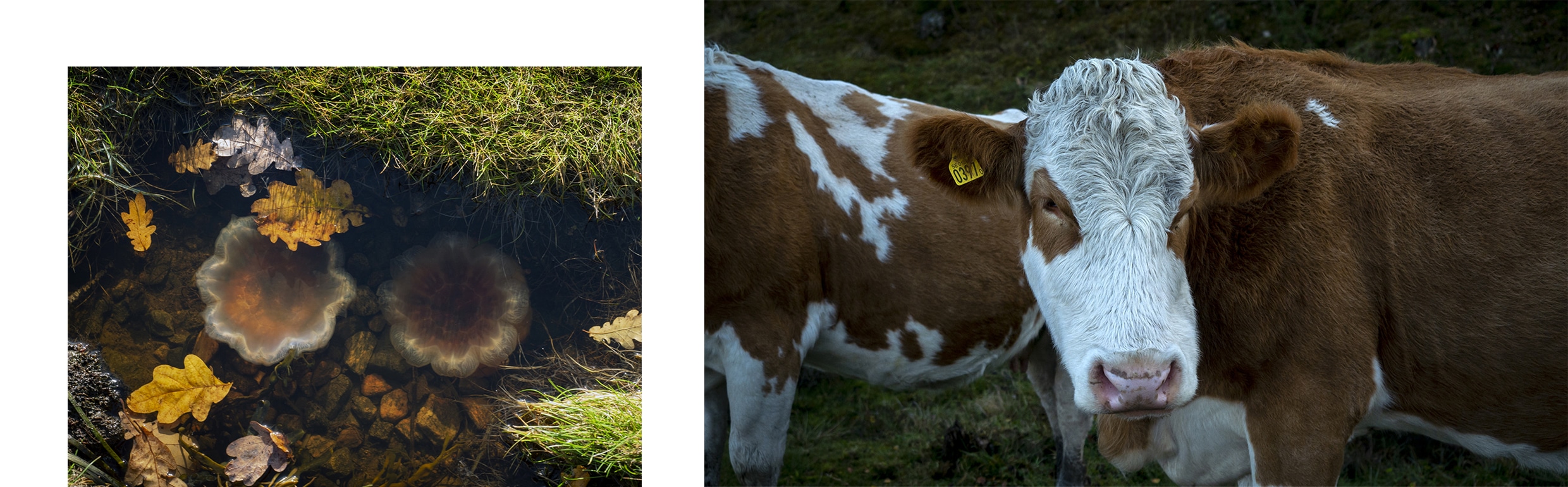 Tjörn vache méduses