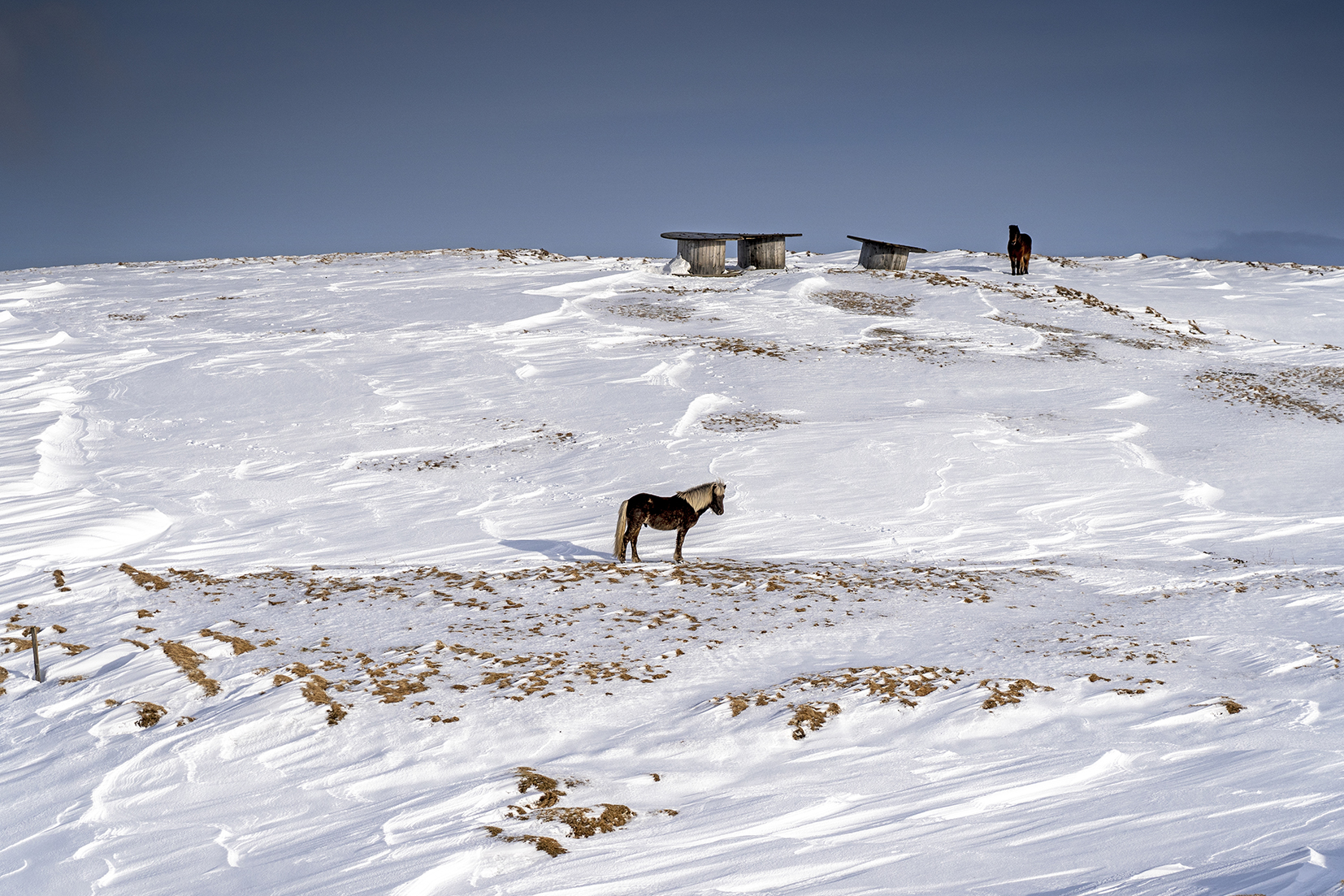 Islande du Nord cheval neige ciel bleu