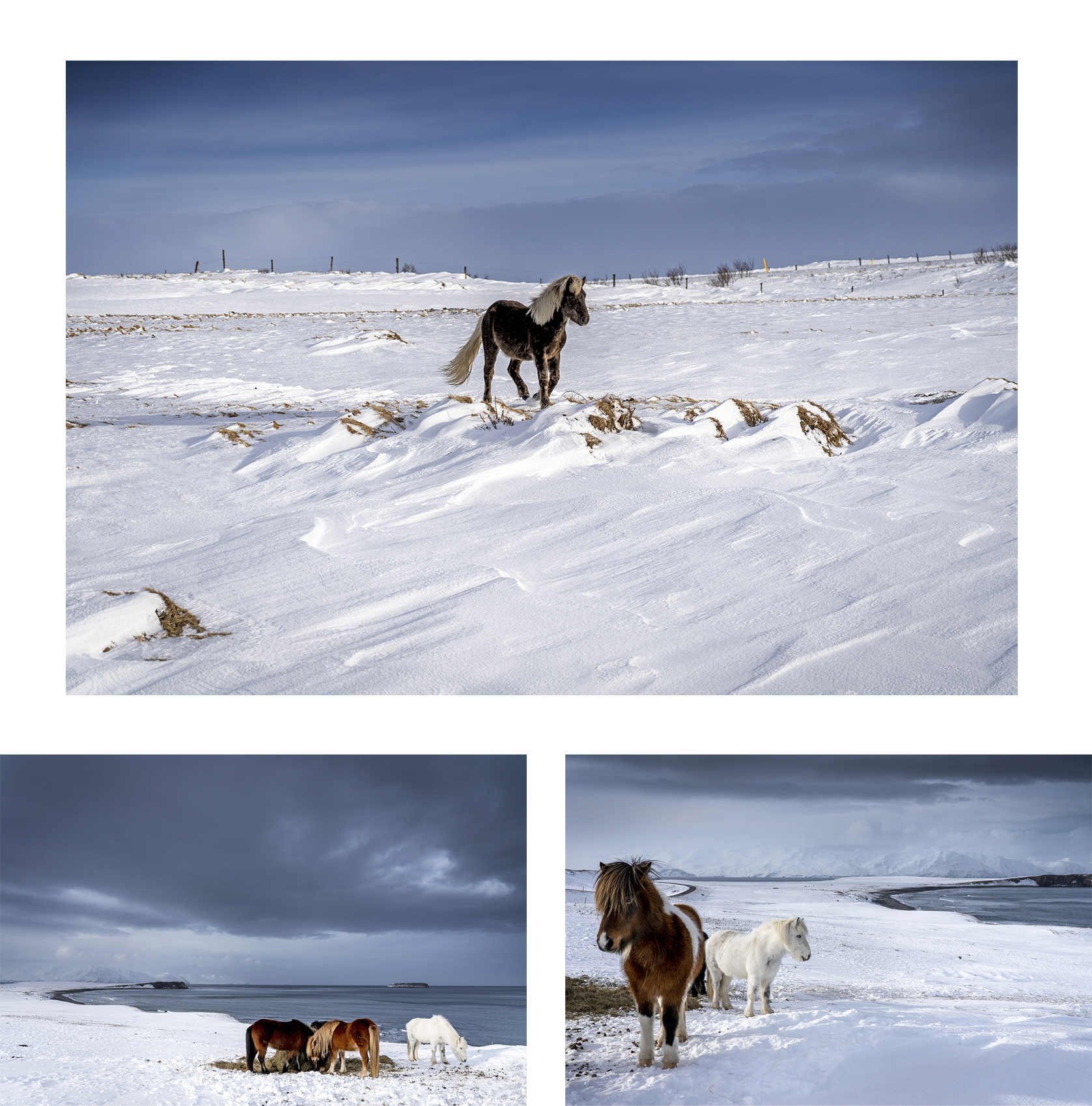 Islande du Nord chevaux neiges falaises mer