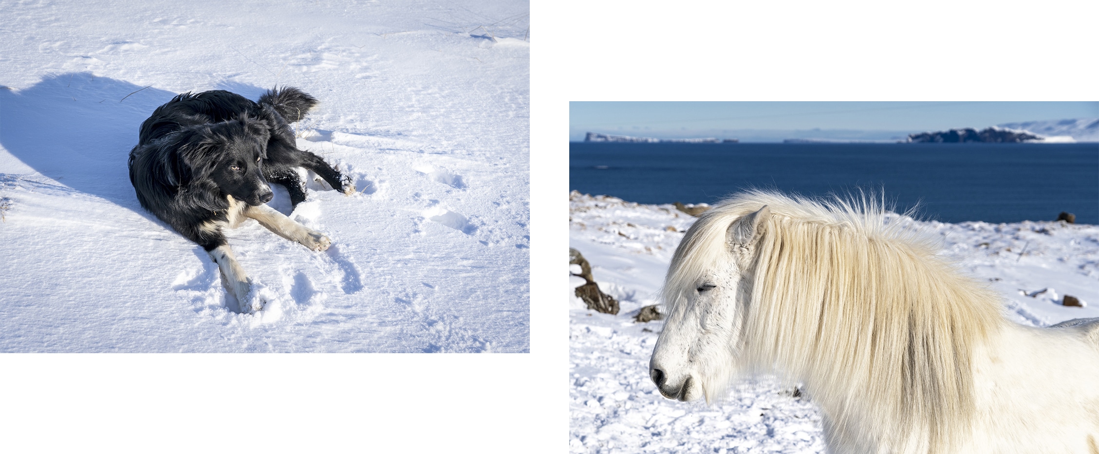 Tindastóll Islande cheval chien