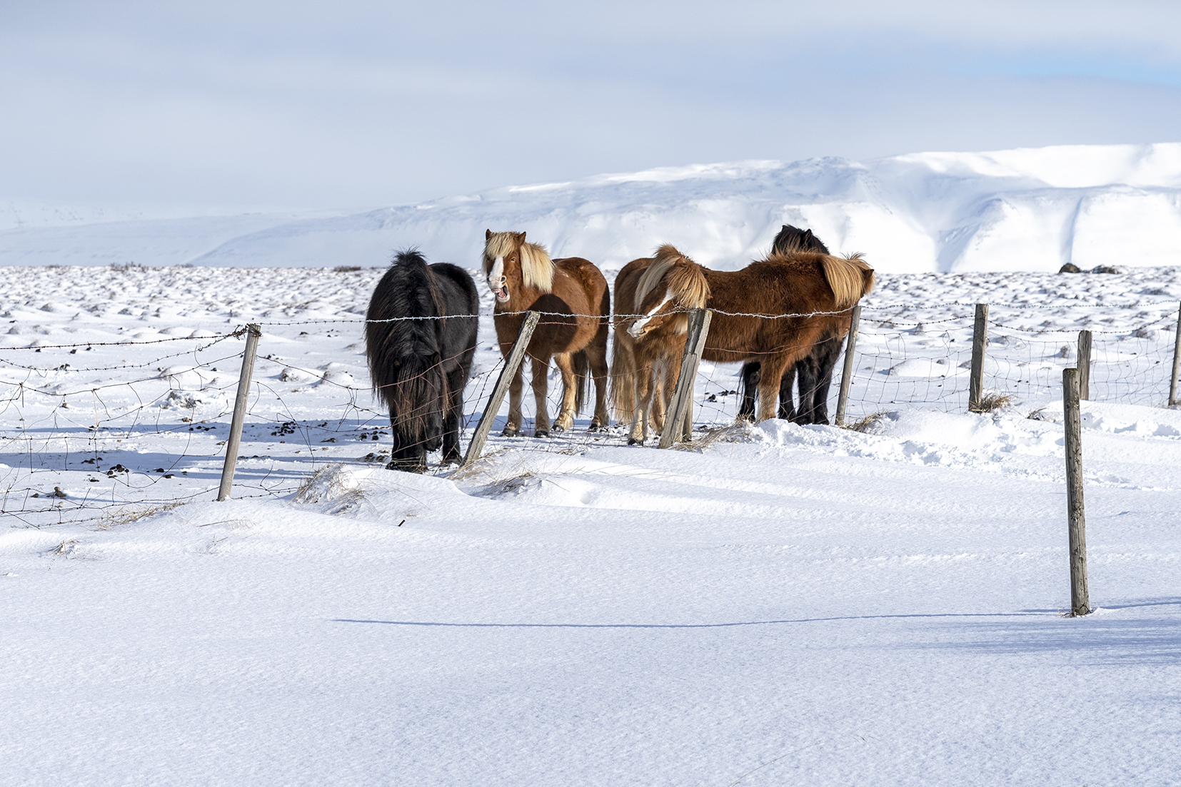 Skagafjördur chevaux neige montagnes Islande du Nord