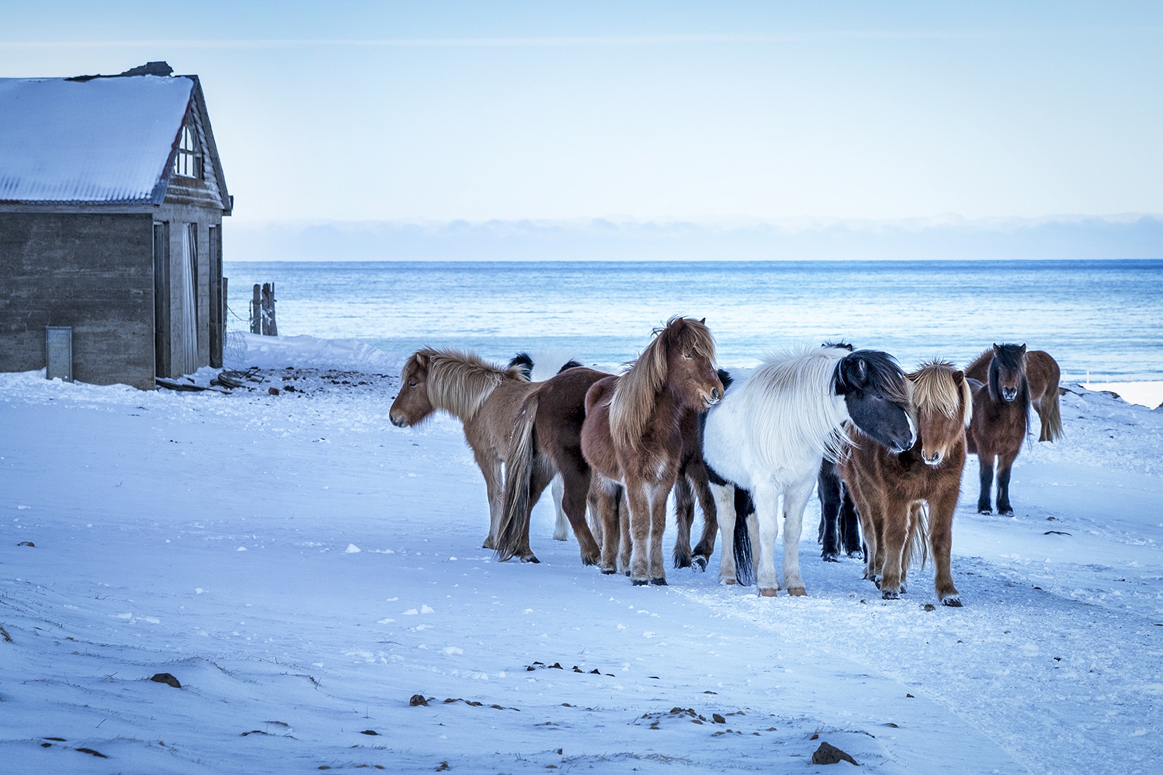 Tindastóll chevaux neige mer Islande du Nord