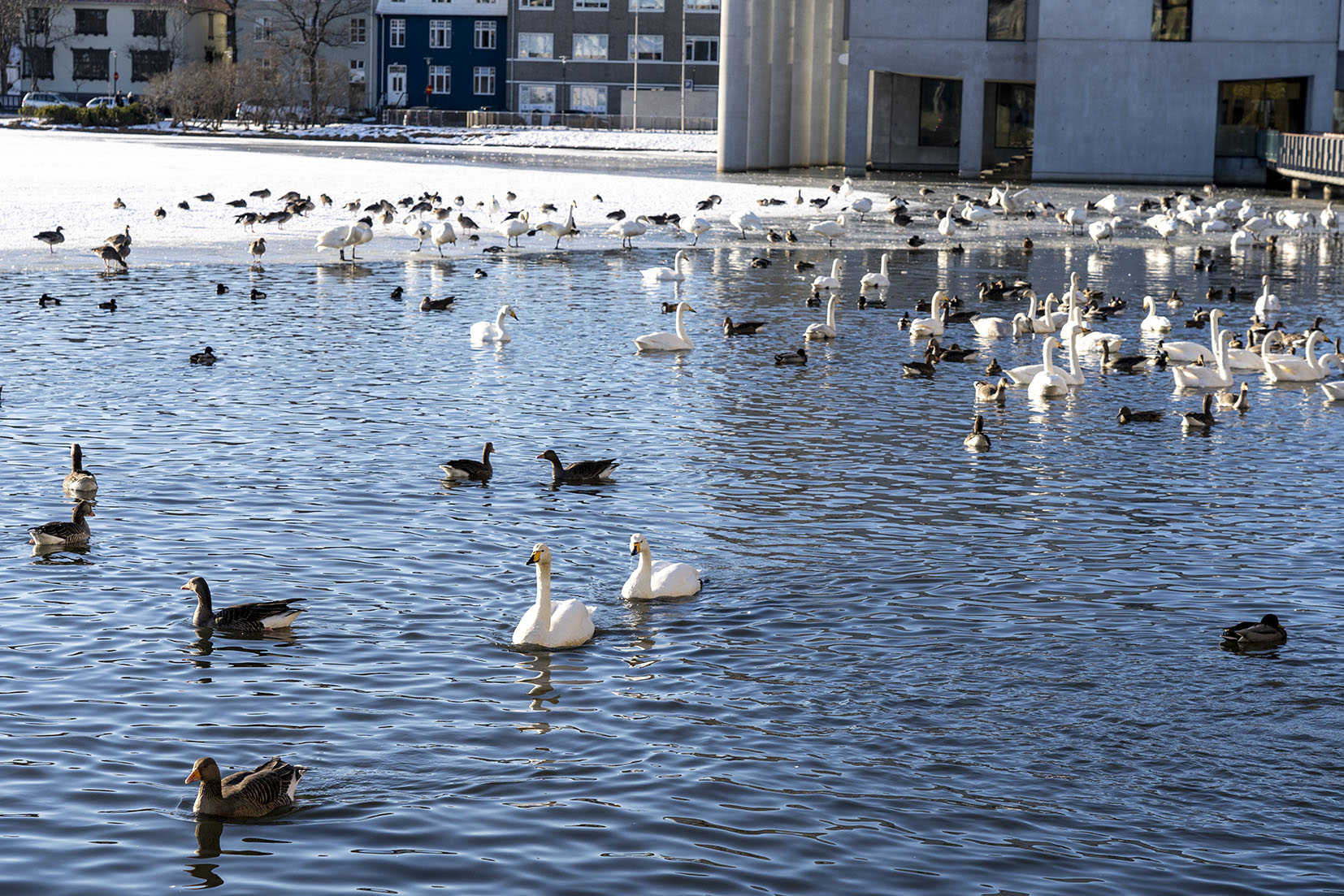 Islande Reykjavik lac canards