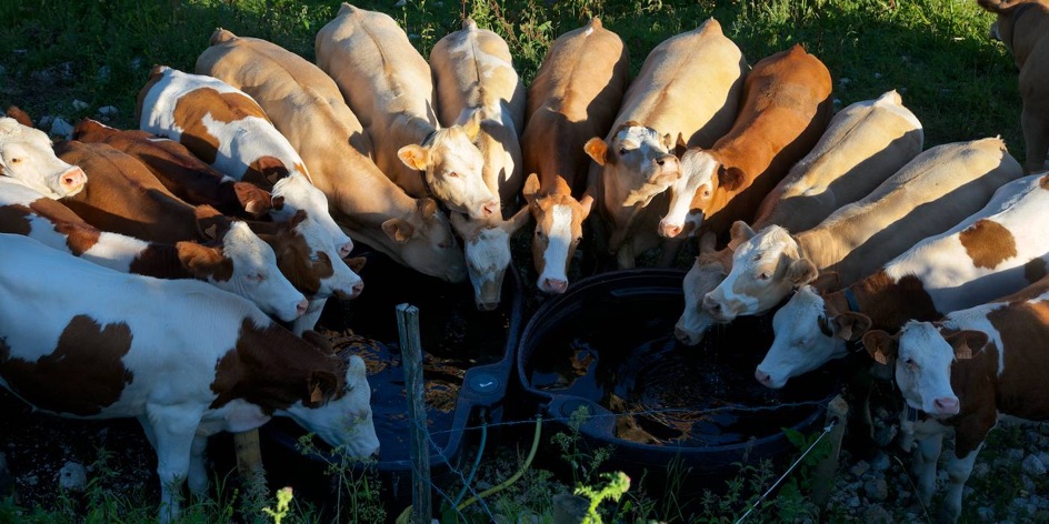 Génisses vaches abreuvoir chalet d'Alpage Jura 