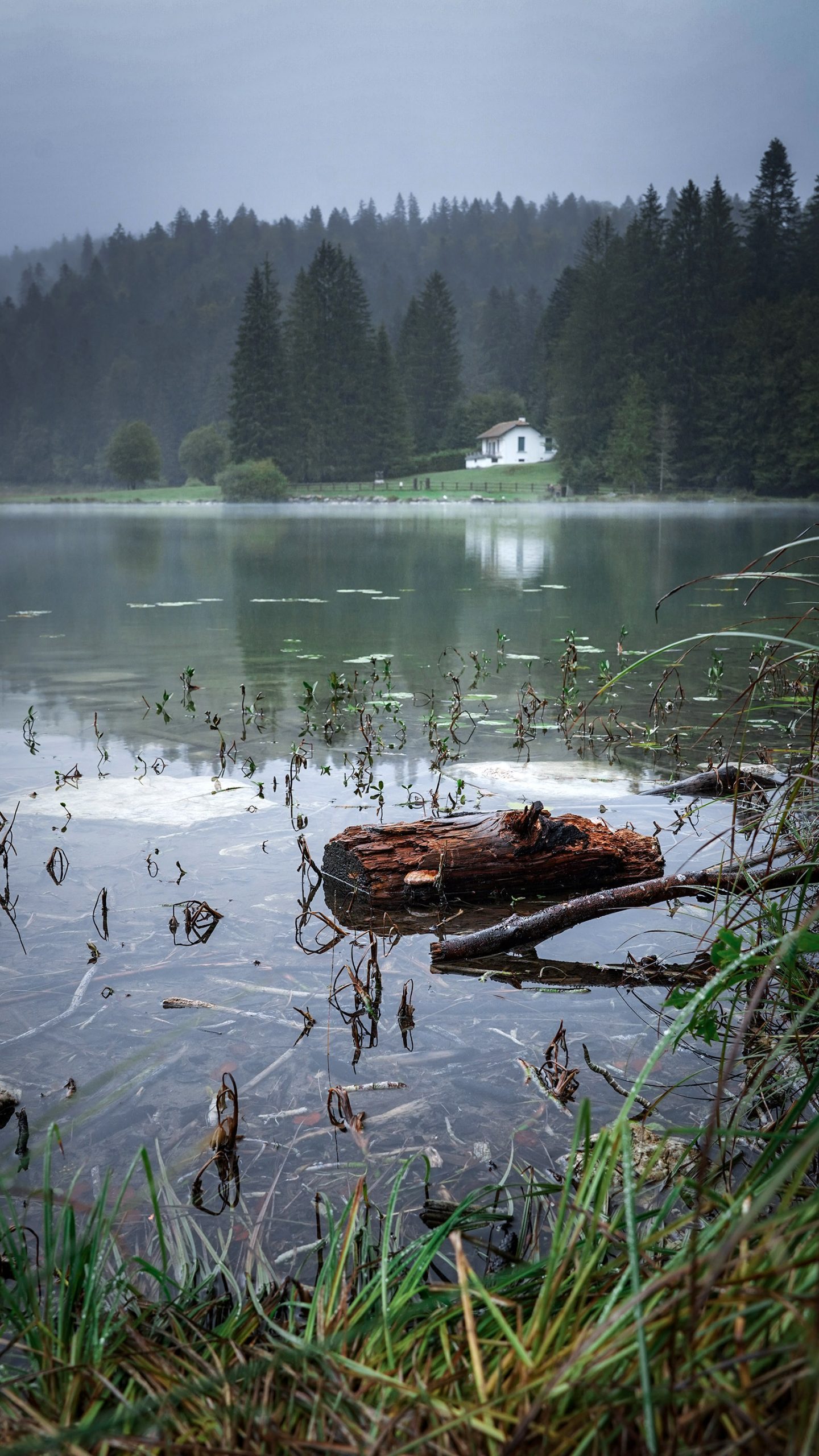 lac Genin automne brouillard nénuphars bois