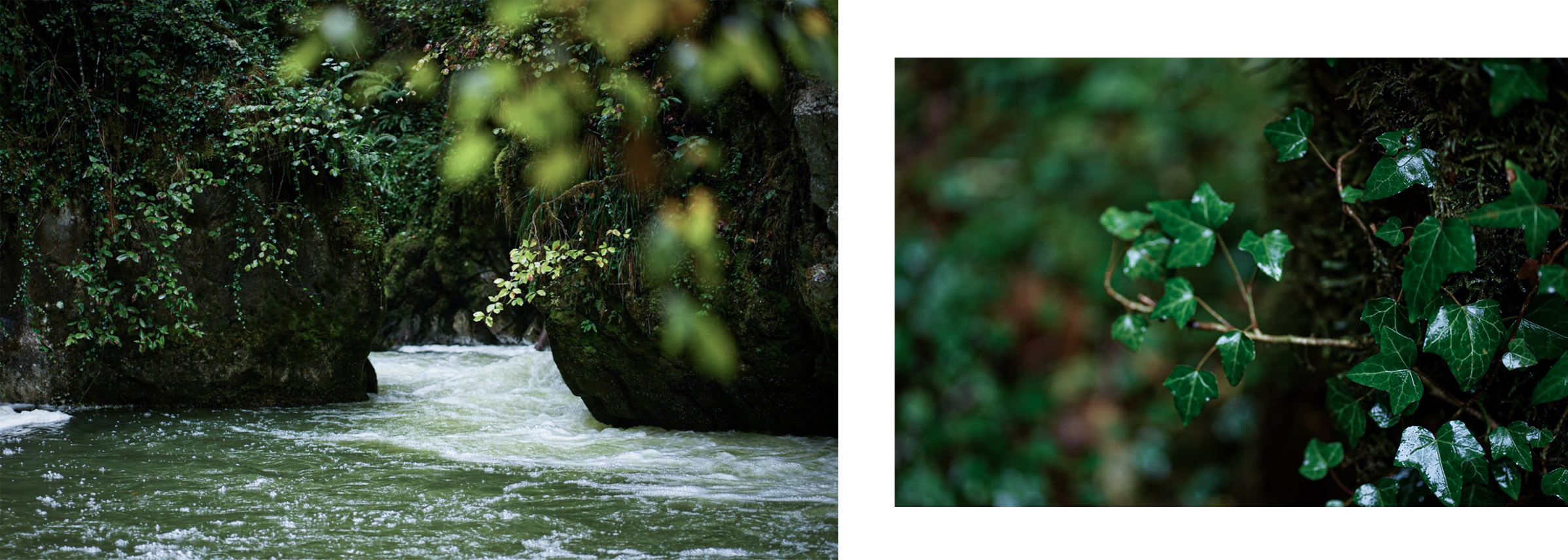 Gorges de l'Abîme torrent mousse plantes