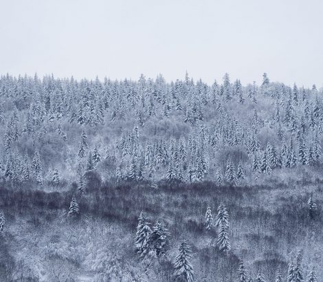 Lac de Lispach arbres neige blanc
