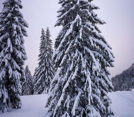 Vosges sentier neige ski de fond sapins