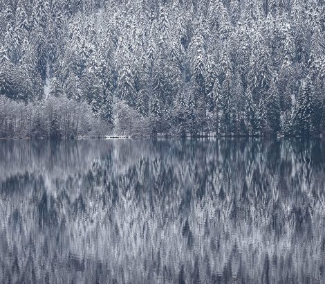 Reflet arbres eau lac de Gerardmer hiver