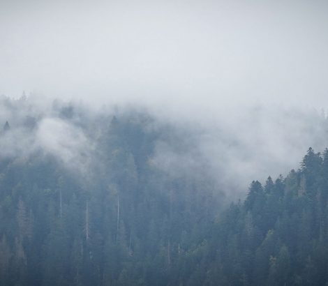 Détail arbres nuages brouillard montagnes Longemer