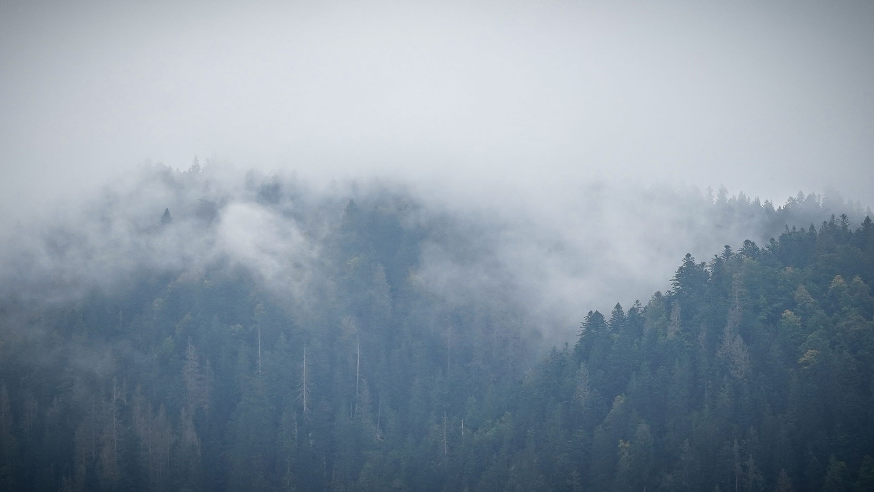 Détail arbres nuages brouillard montagnes Longemer