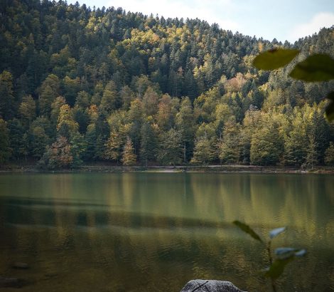 lac des Corbeaux arbres soleil eau verte