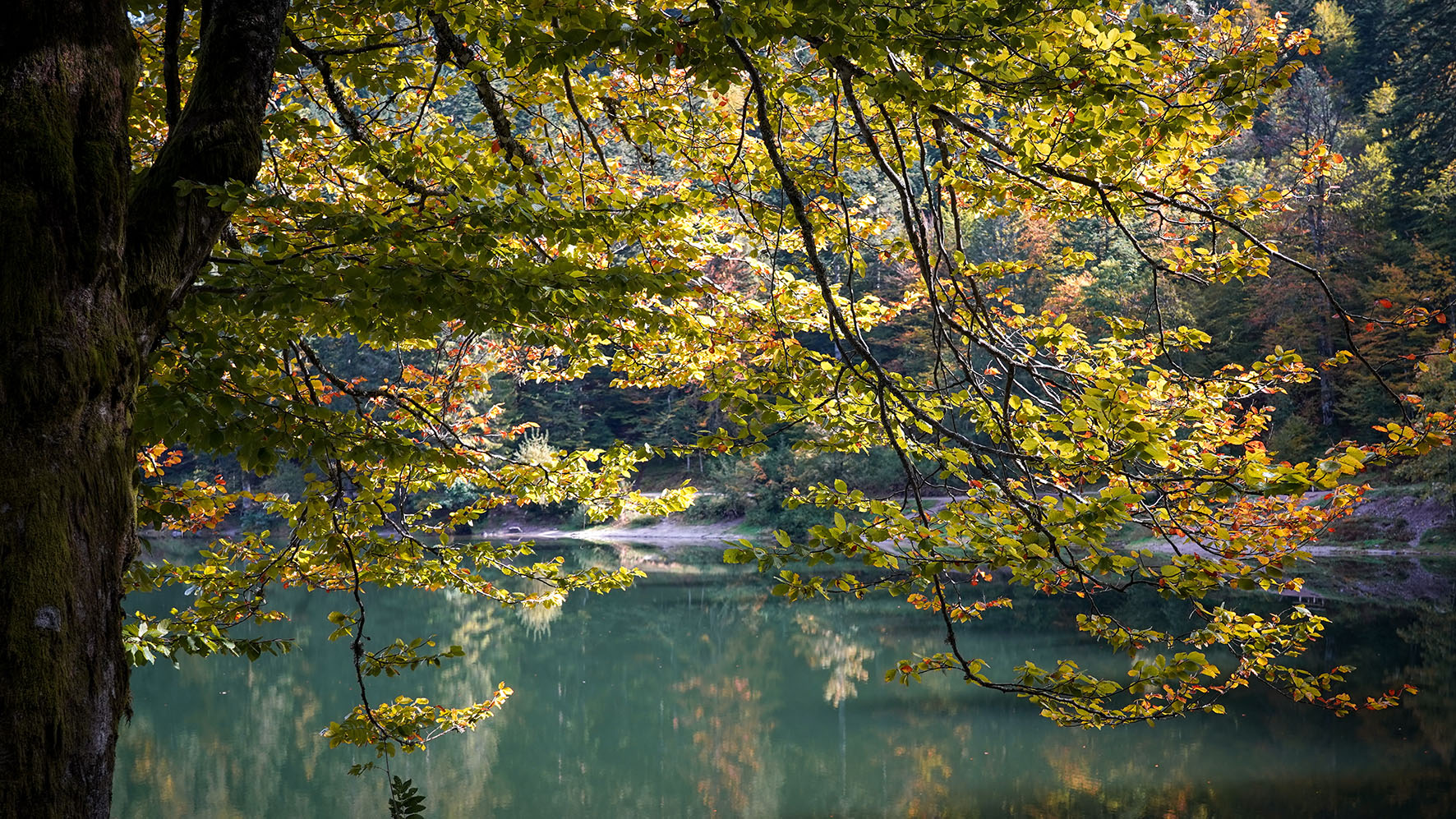 lac des Corbeaux automne feuilles eau