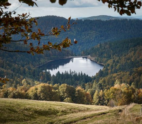 Lac de la Lande vache collines sapins automne