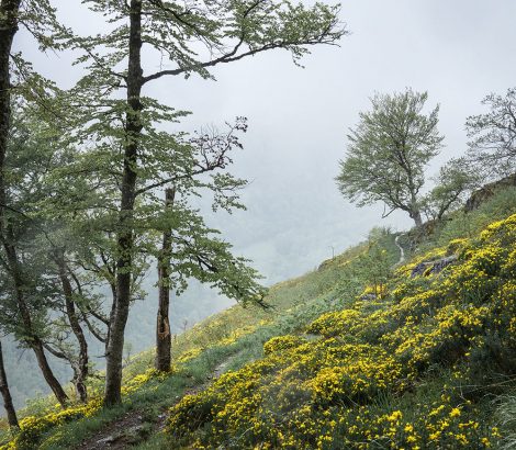 Lescun belvédère randonnée fleurs jaunes arbres